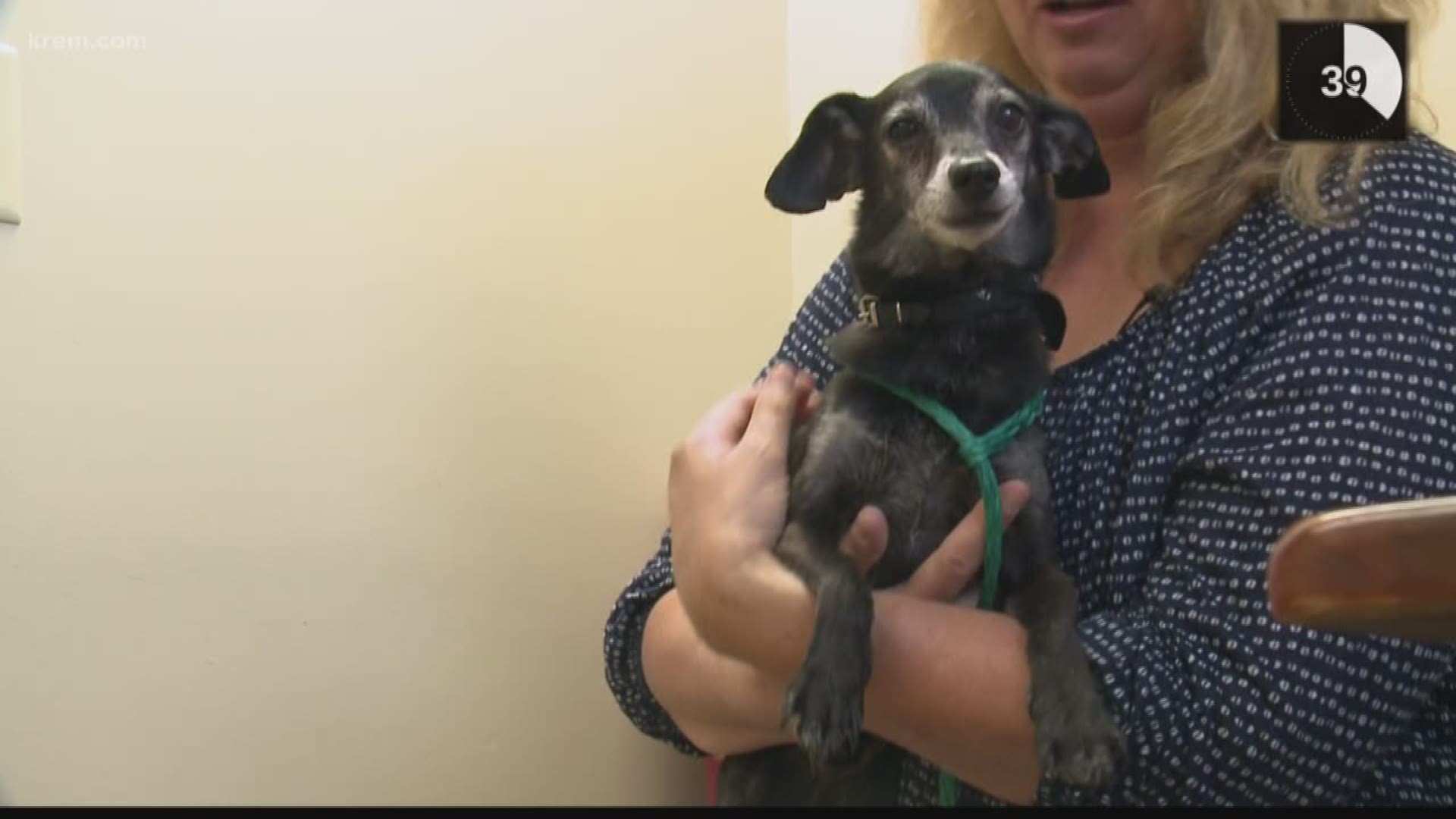 Jax, a 10-year-old chihuahua mix, came to Spokane from Arizona. He is looking to find his forever home at KREM 2's "Pets to Vets" event on Wednesday.