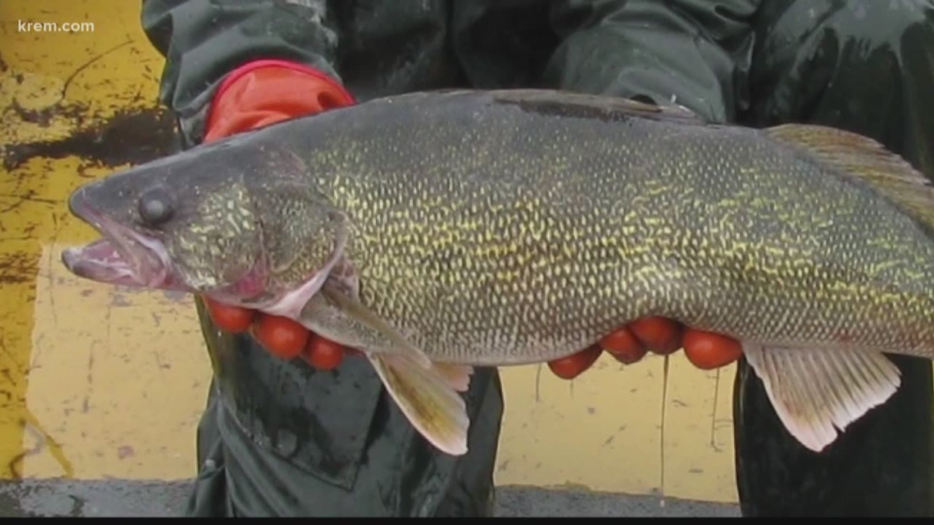 It's been several months since Idaho started offering a cash reward for catching a certain type of fish. The agency put small tags in 50 walleye fish.