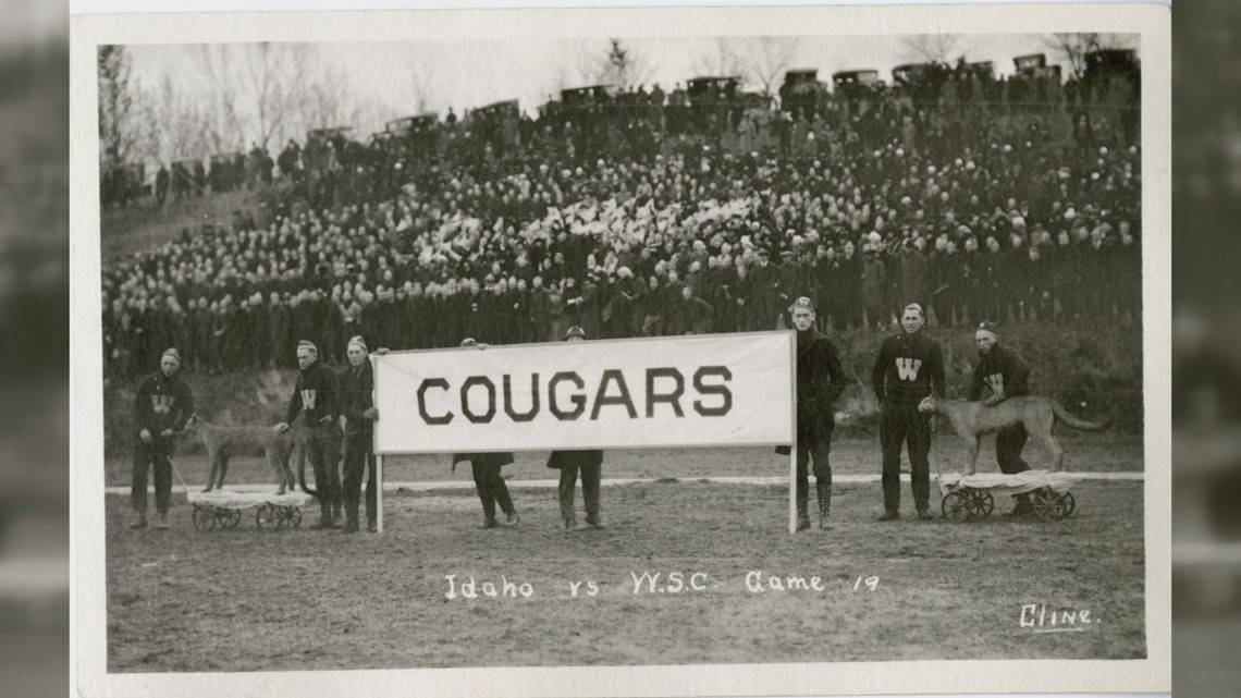 Washington State Cougars on X: Your mascot could never Happy  #NationalMascotDay to the best! We love you @ButchTCougar ❤️   / X