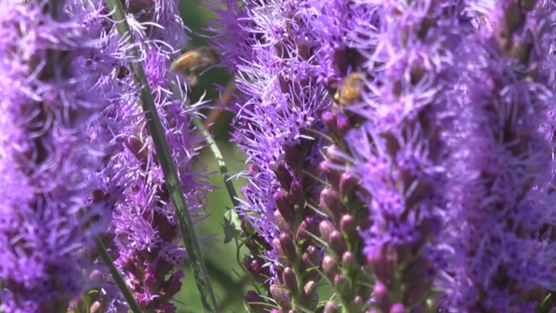 Post Falls man creates 'haven' to conserve bees