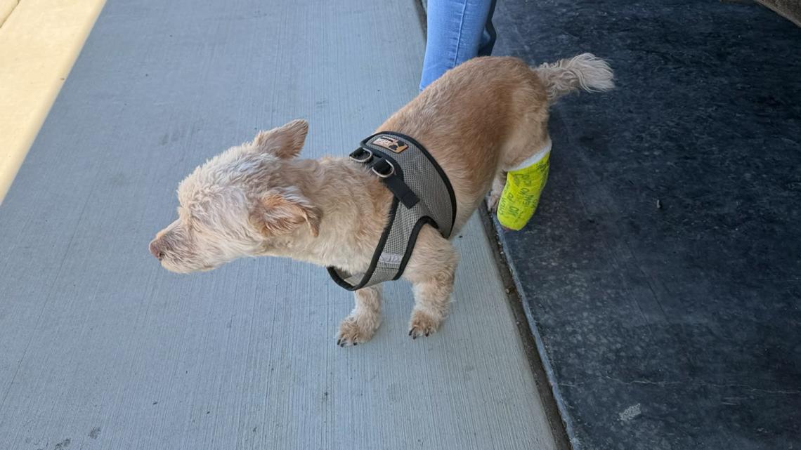 'Total shock': Idaho family dog left with broken ankle after being thrown to the ground by Amazon driver