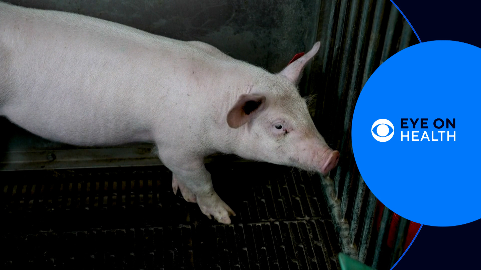 Eye on Health takes a look at the health stories that make news during the week. This week we look at pigs being raised for transplants, medical chatbots, and more.