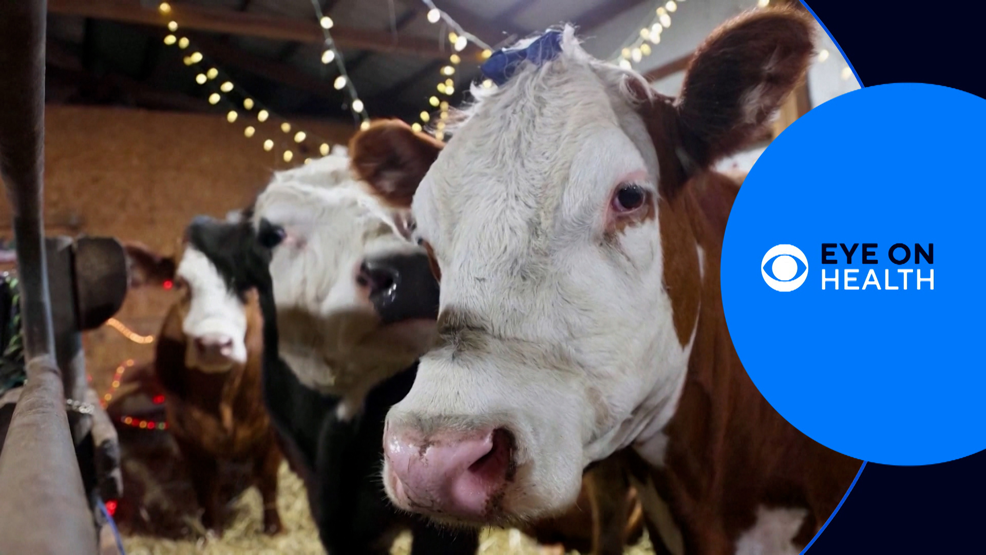Eye on Health takes a look at the health stories that make news during the week. This week we look at cow cuddling, the "Silver tsunami" and more.
