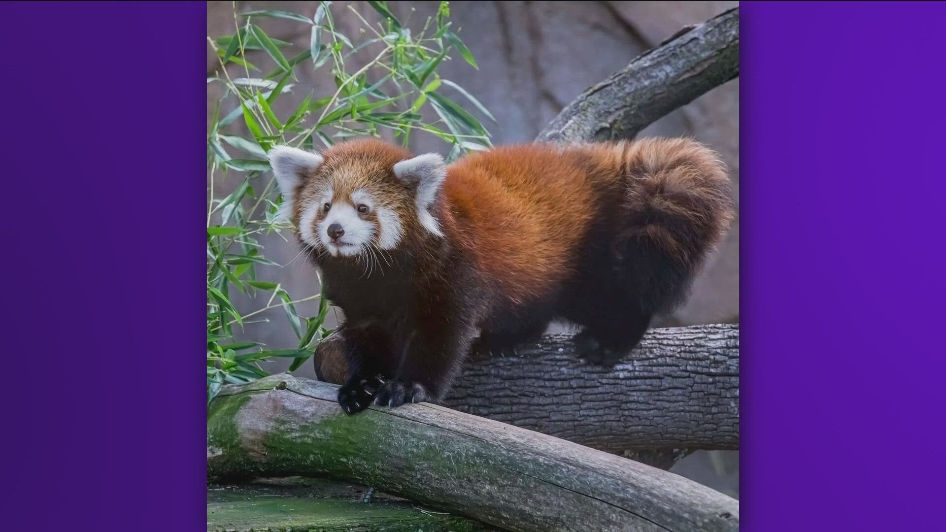 2 new red pandas arrive at Zoo Boise