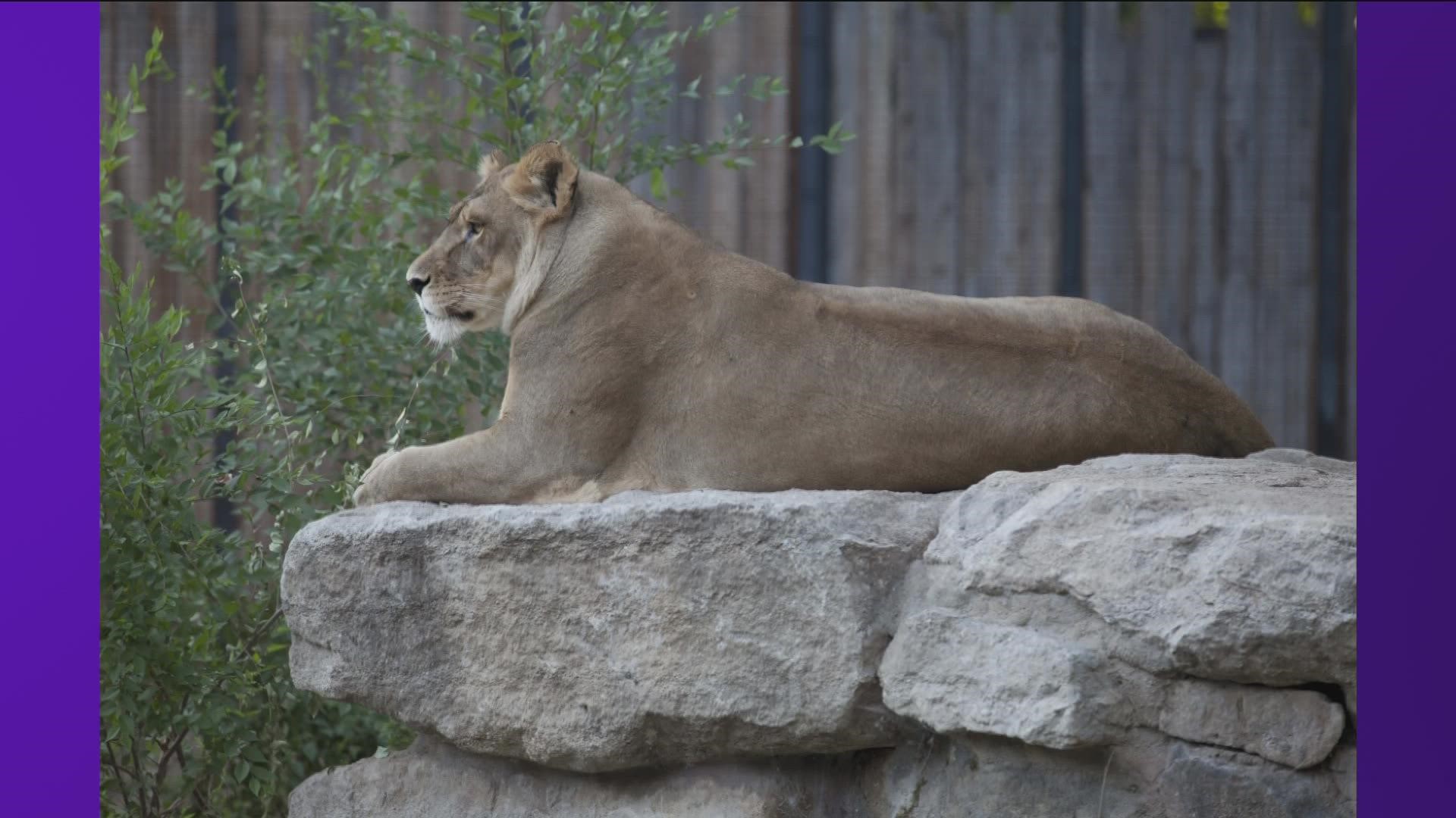 The 22-year-old female lion, named Mudiwa, first joined Zoo Boise back in 2008.