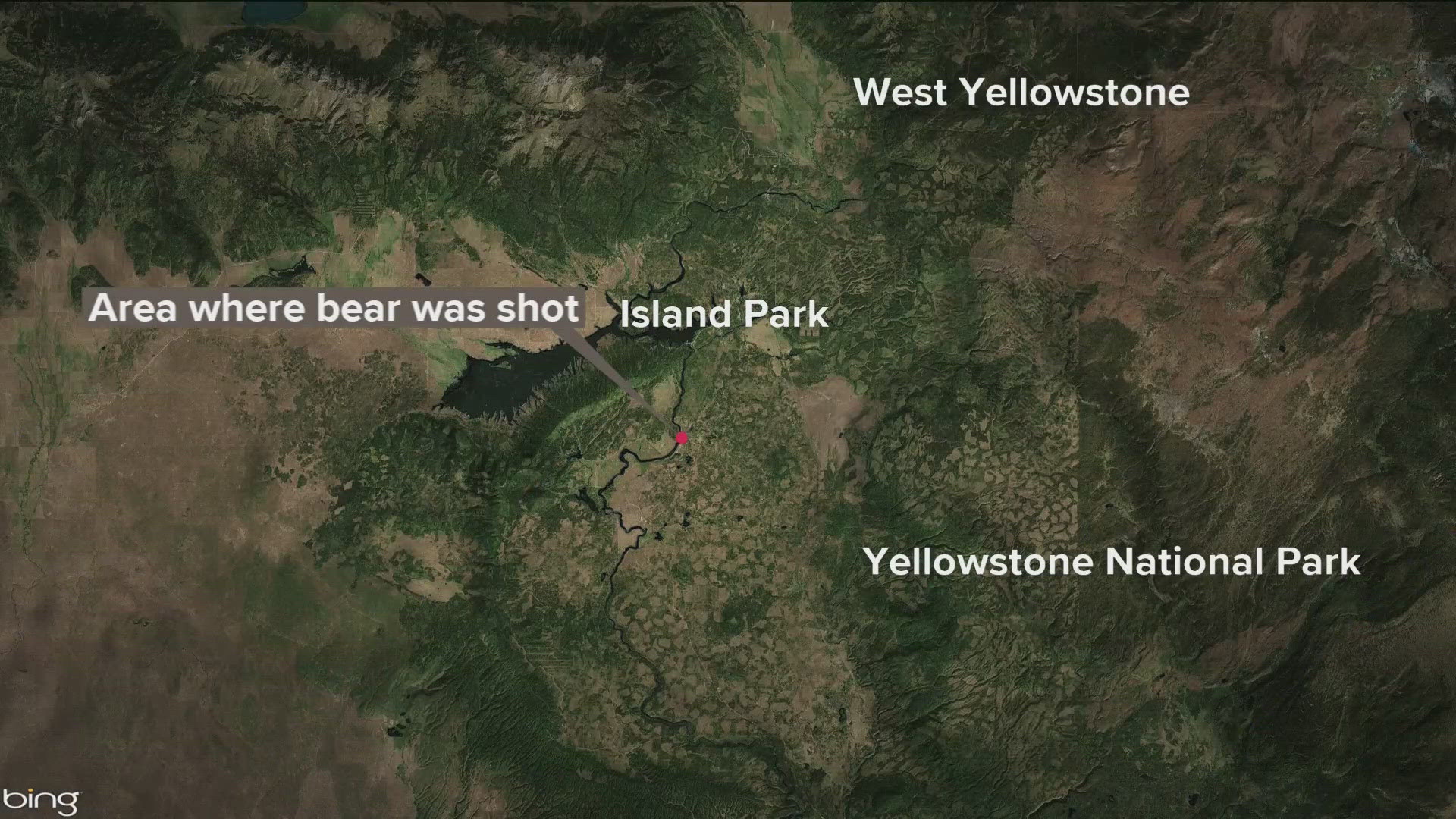 The grizzly bear was shot and killed at close range when it charged at a woman as she and her boyfriend were in the driveway of their home.