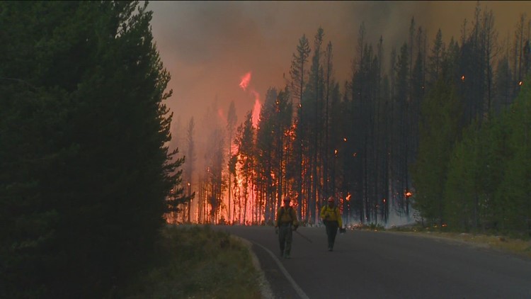 Wildfires can benefit various species, overall ecosystem