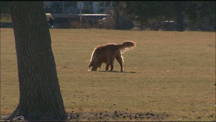 Someone may be taking pets from yards to harm them, Idaho ...