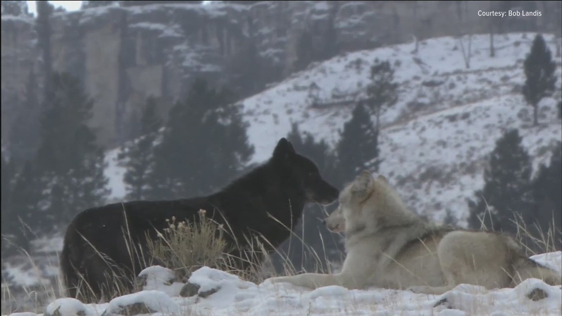 Conservation groups file a federal lawsuit to grant wolves ESA protections - Vimarsana News