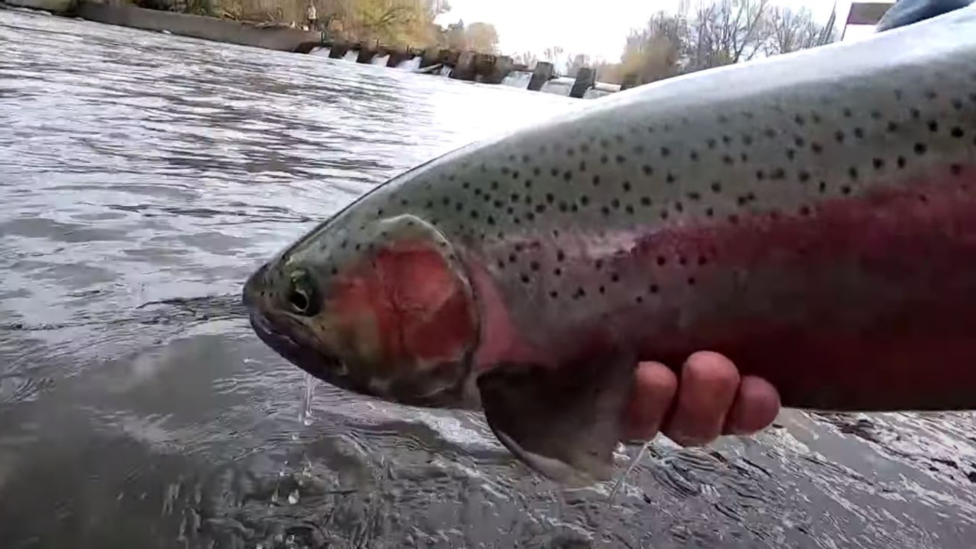 The Idaho Department of Fish and Game stocked the river with around 250 steelhead on Thursday afternoon.