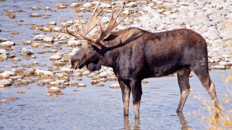 Idaho man charged by moose in Caribou-Targhee National Forest