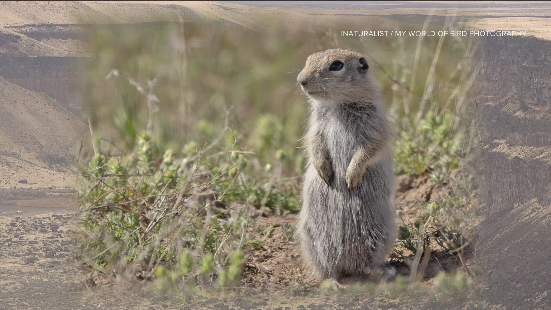 Researchers discover new species of squirrel in southern Idaho