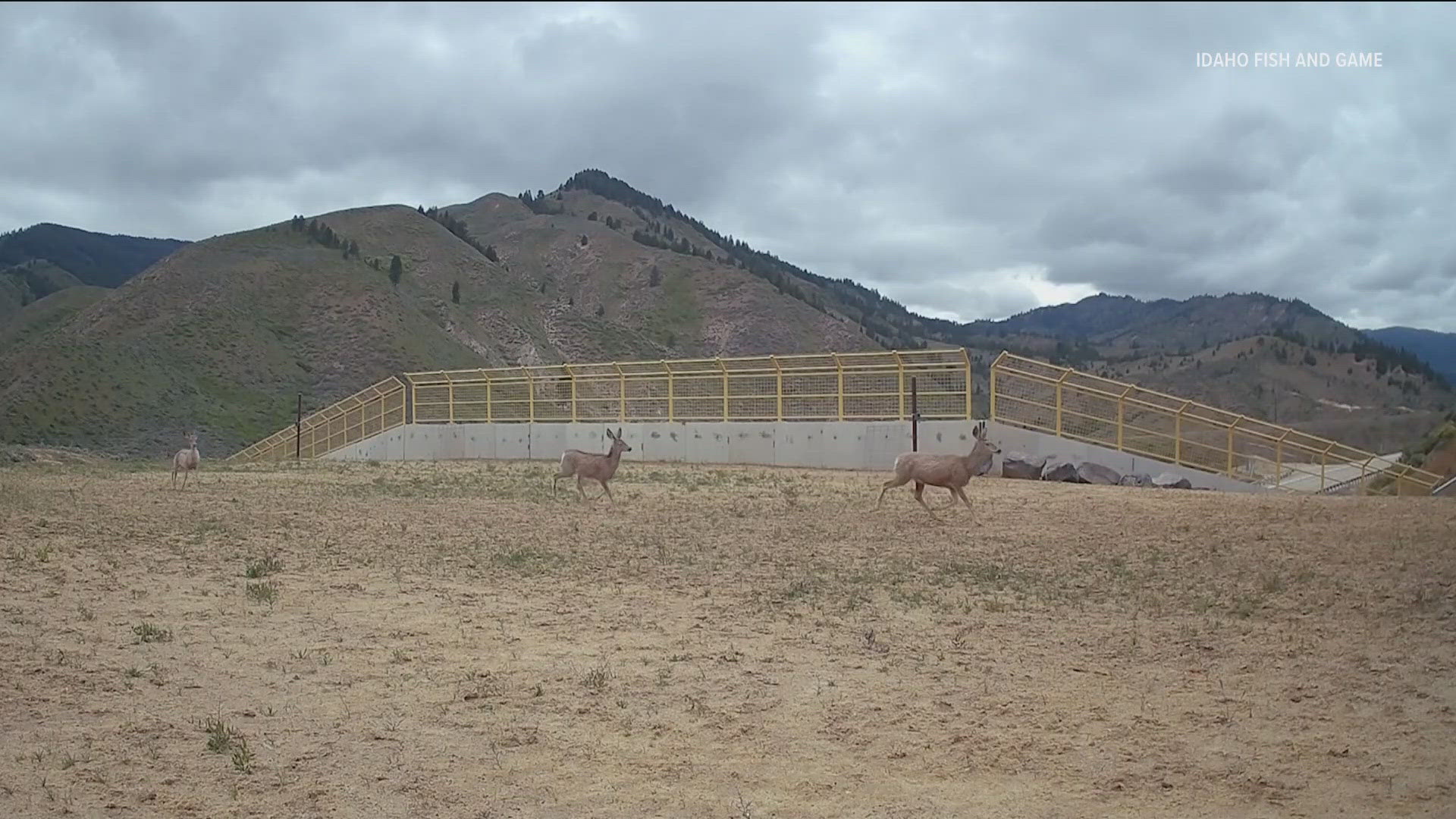 It’s been one year since Idaho’s first and only wildlife overpass was built over Highway 21. 