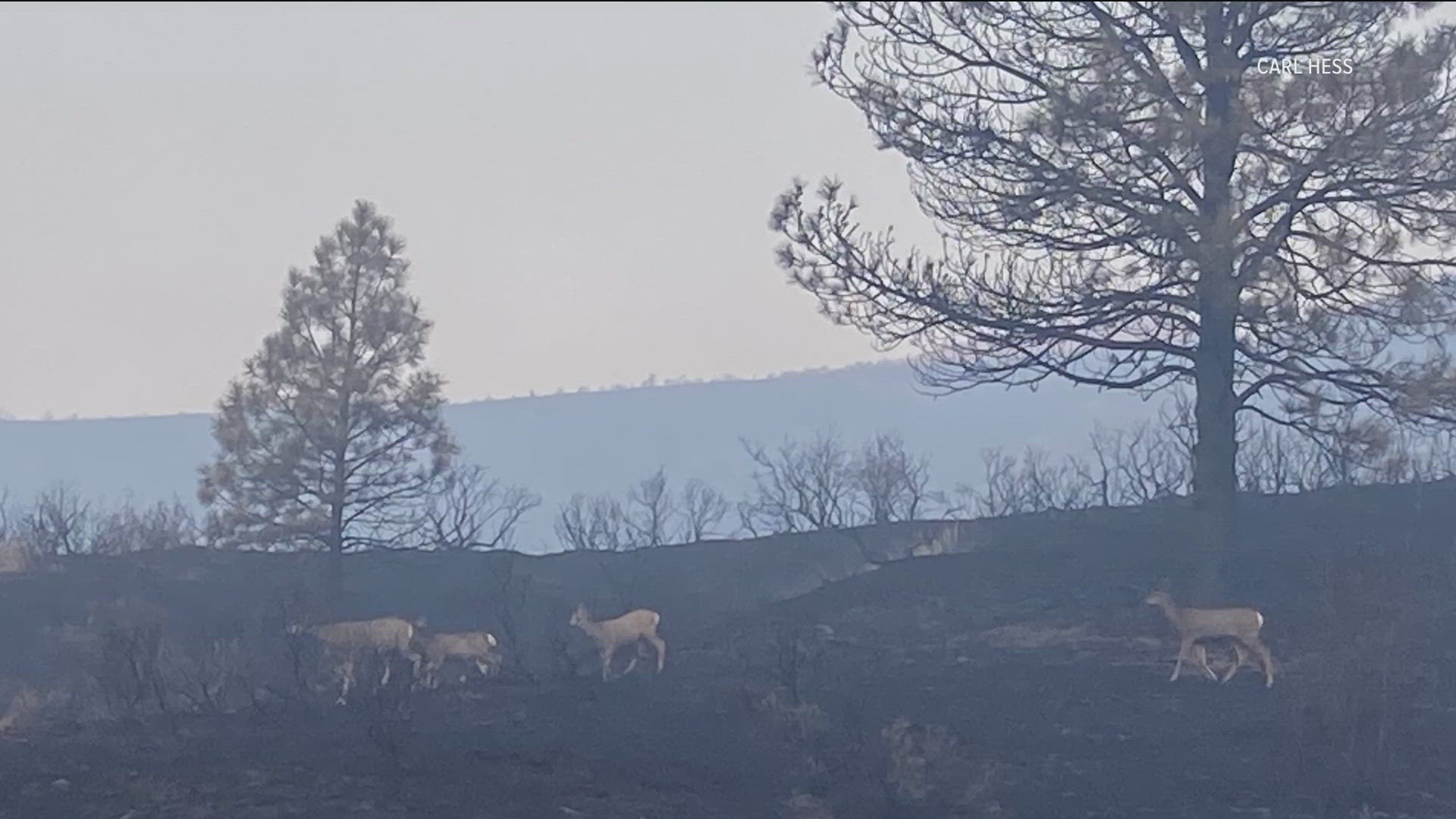 Idaho Department and Fish and Game said the agency is worried about the Paddock fire's impact on wildfire.