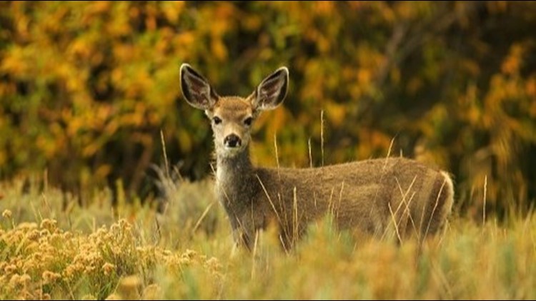 Idaho Fish and Game warns hunters of increase of chronic wasting disease in deer