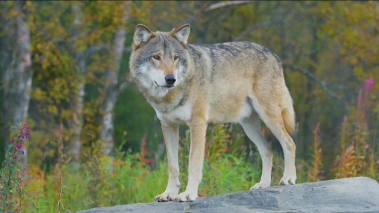 Idaho wolf population is decreasing