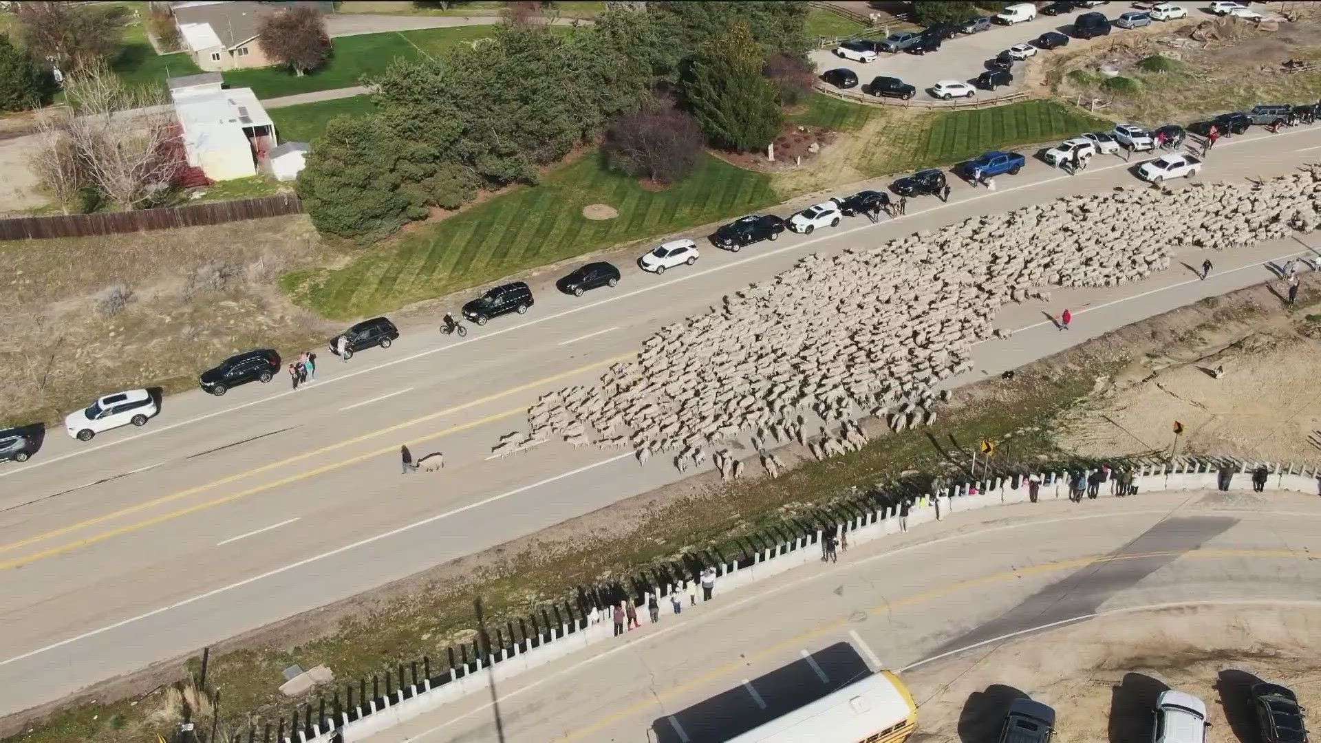 A seasonal staple in Idaho is the annual sheep crossing where they shut down highways to 'get to the other side' - a tradition sheepherders have held for 100 years.