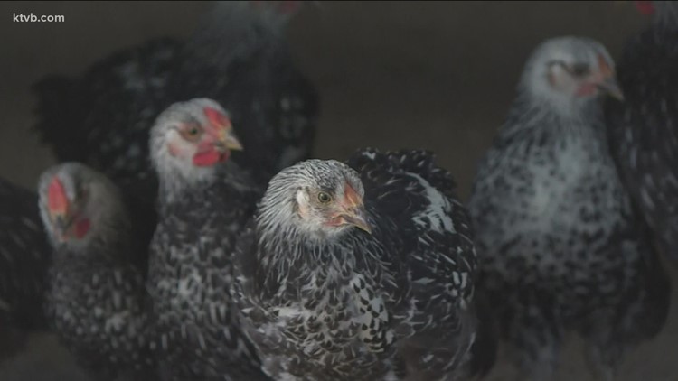 First case of bird flu detected in domestic birds since May in Idaho