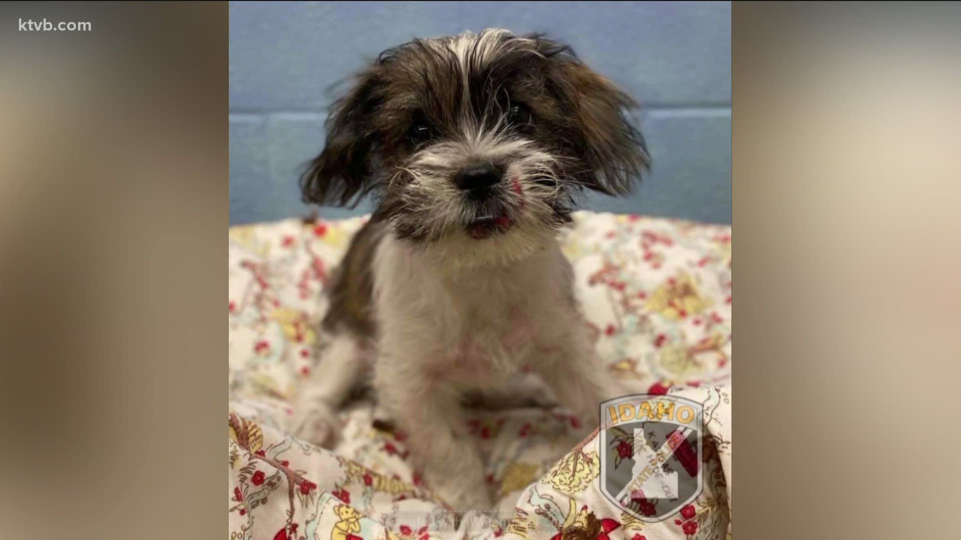 The West Valley Humane Society told KTVB that "Panda" the puppy will be reunited with its owner on Thursday after he undergoes a neuter procedure.