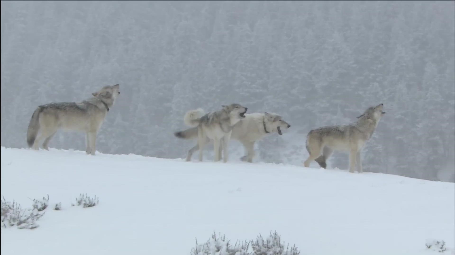 The agency is looking to decrease the state's wolf population from about 1,300 to 500 by 2028.