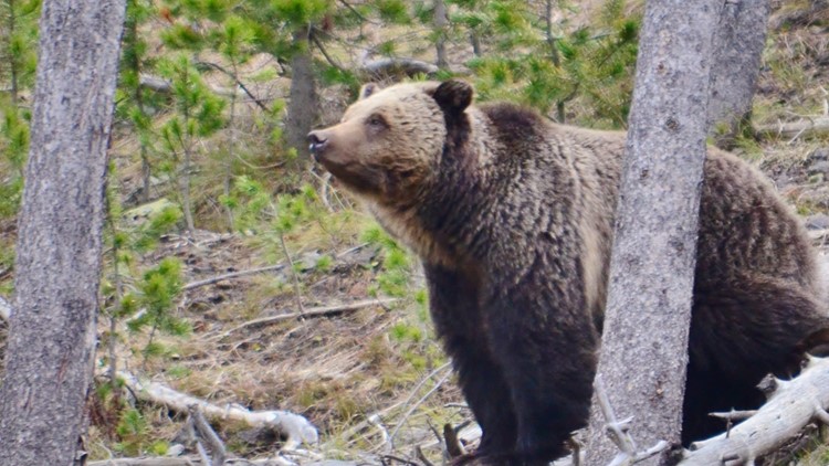 Fish and Game officers euthanize grizzly and two cubs