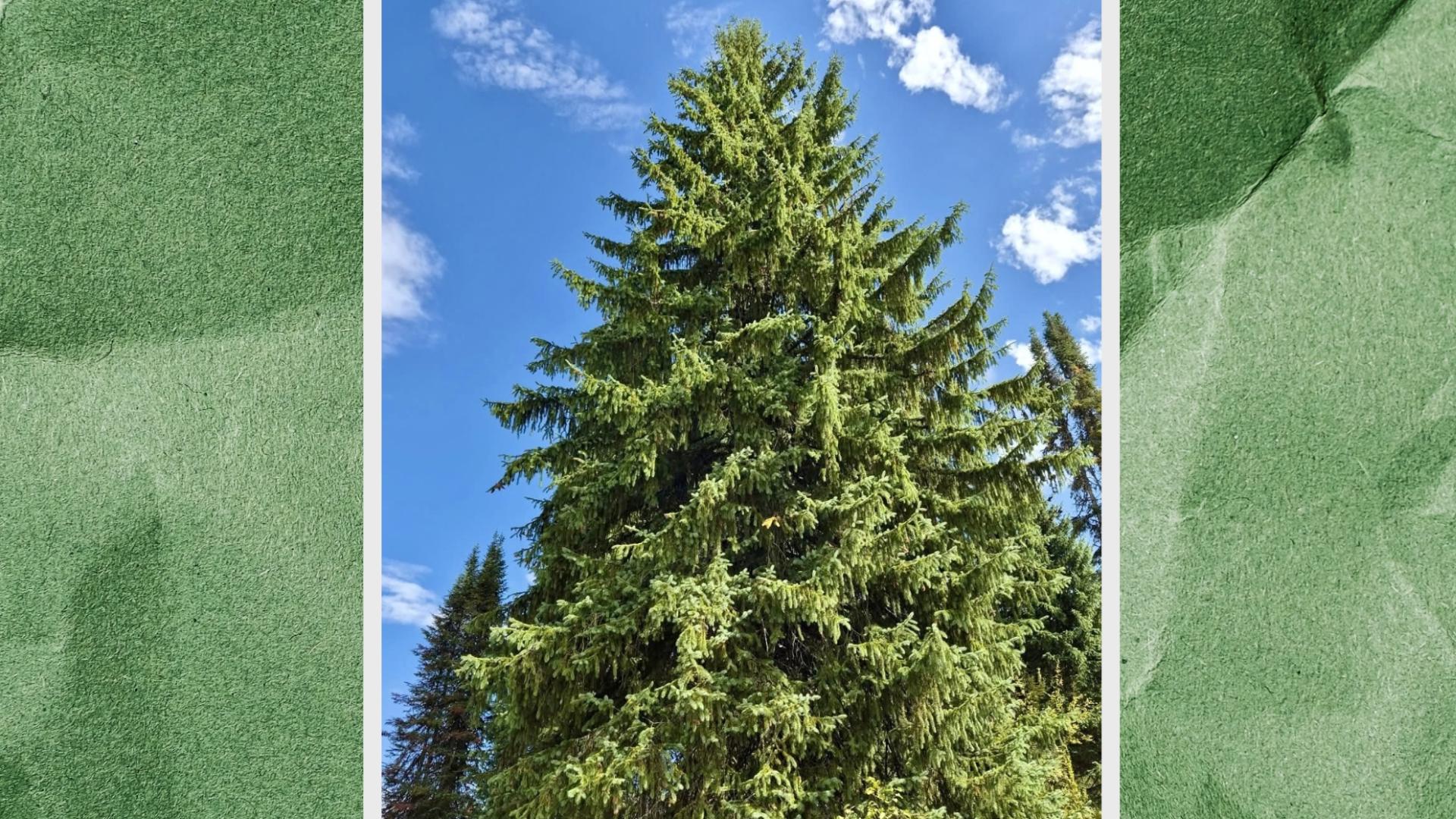 Idaho's 2026 Capitol Christmas Tree replaced due to disease concerns ...