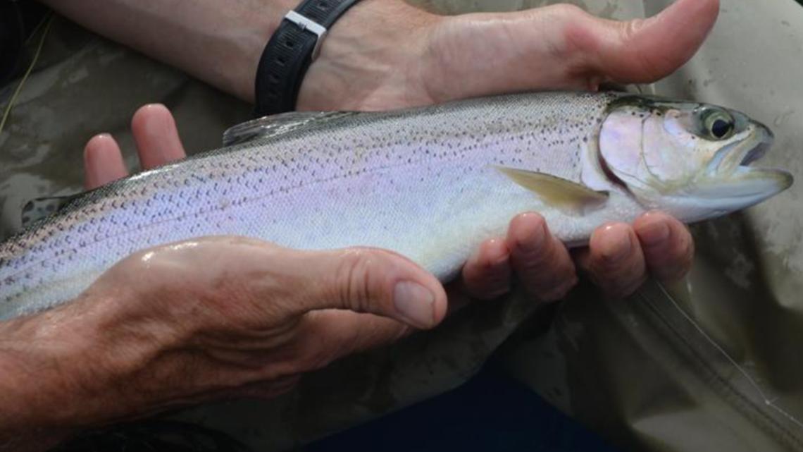 magic-valley-rainbow-trout-stocking-schedule-for-march-2025-krem