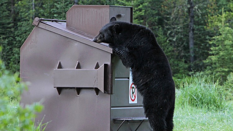 Fish and Game warn public about increased bear conflicts