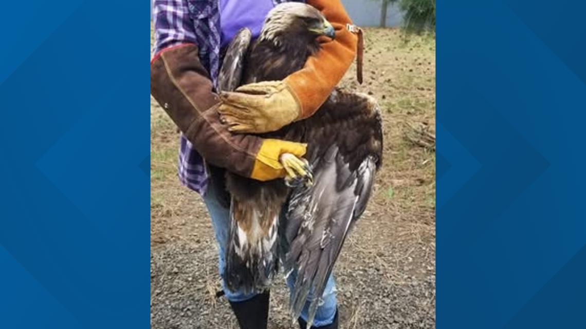 Young golden eagle shot in Northern Idaho will never fly again
