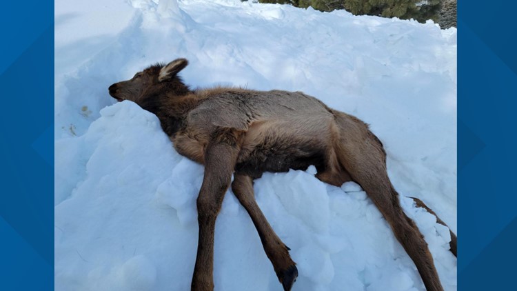 5 elk die after eating toxic yew plants