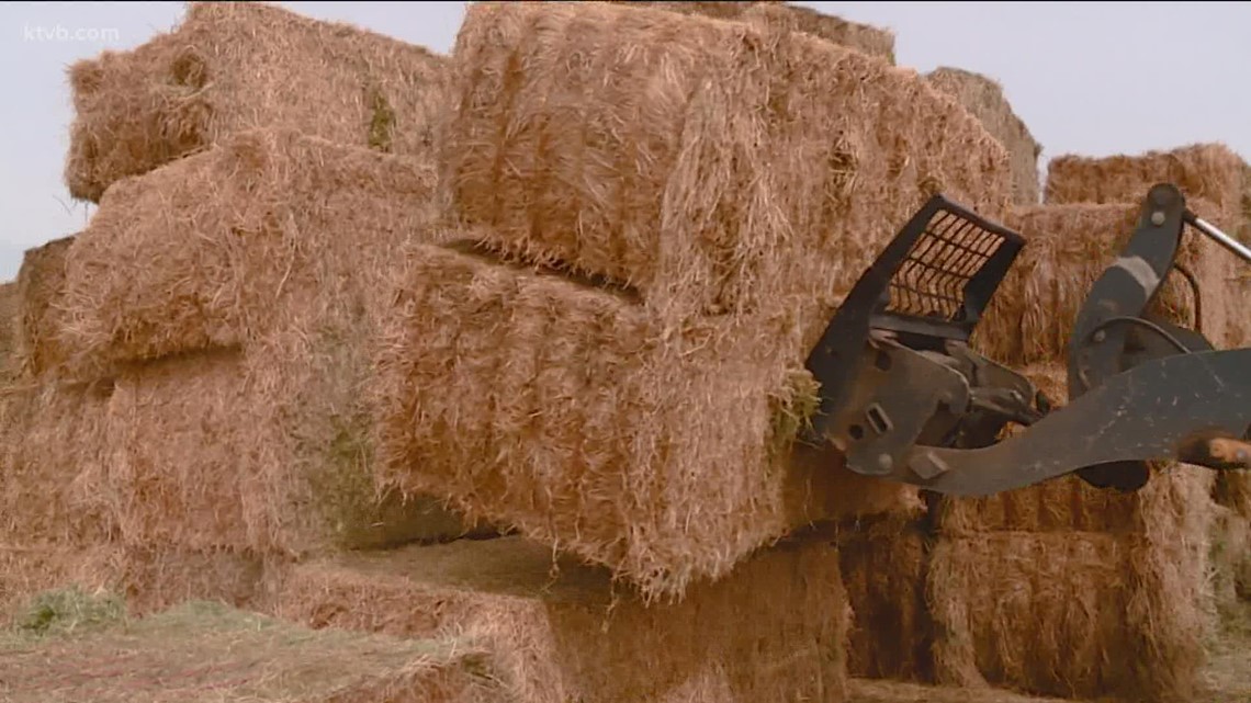 Increasing hay price force Boise rancher sell cattle - Vimarsana News