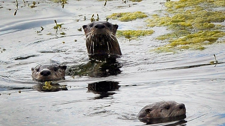 Idaho wildlife officials expand river otter trapping
