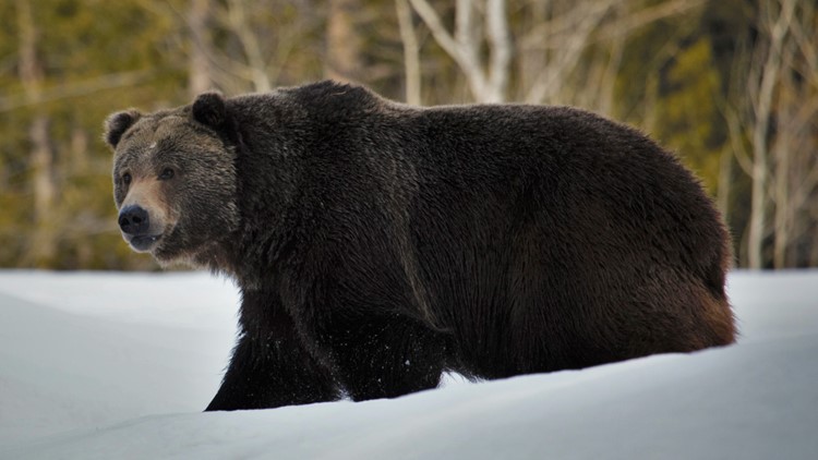 Montana seeks to lift protections for bears around Glacier