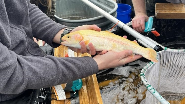 Go bananas, literally: Idaho Fish & Game stocks lake with banana trout for the first time