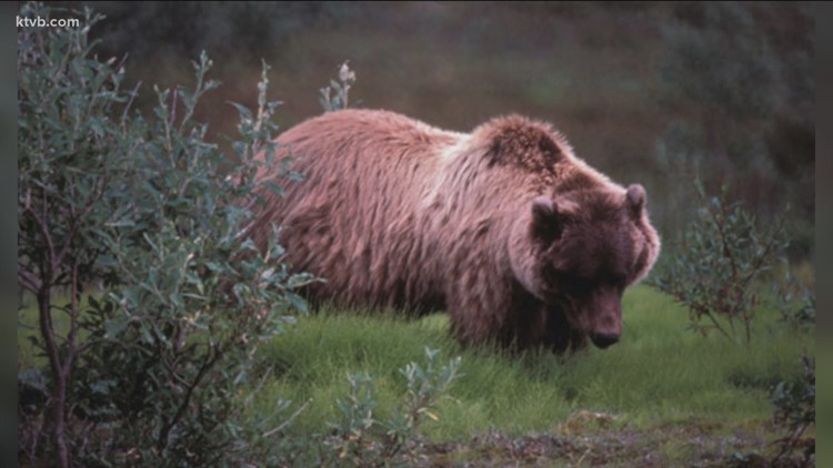 Montana advances grizzly bear plans that could allow hunting