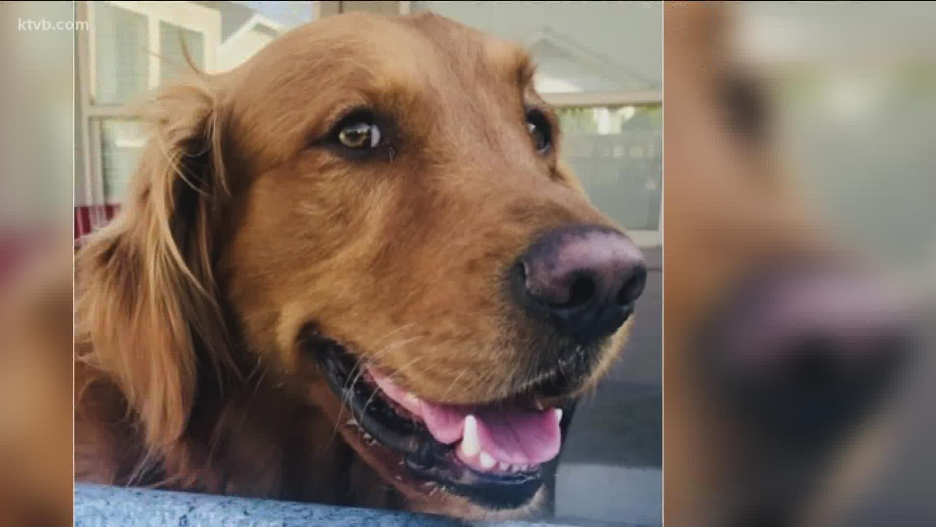 Carmen Garshelis is taking action in civil court after the death of Stanley, her four-year-old golden retriever.