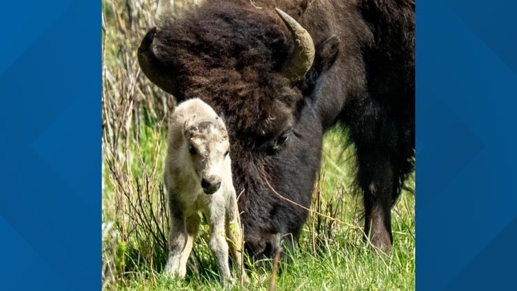 Rare White Buffalo Calf Spotted In Yellowstone National Park 