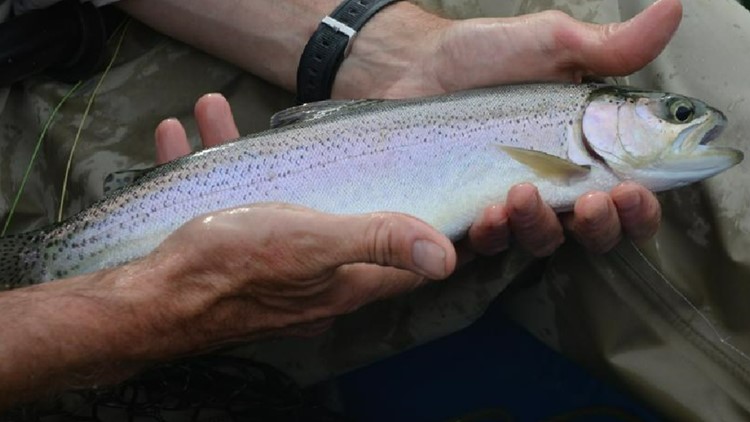 265,000 rainbow trout to be stocked in Idaho waters in June