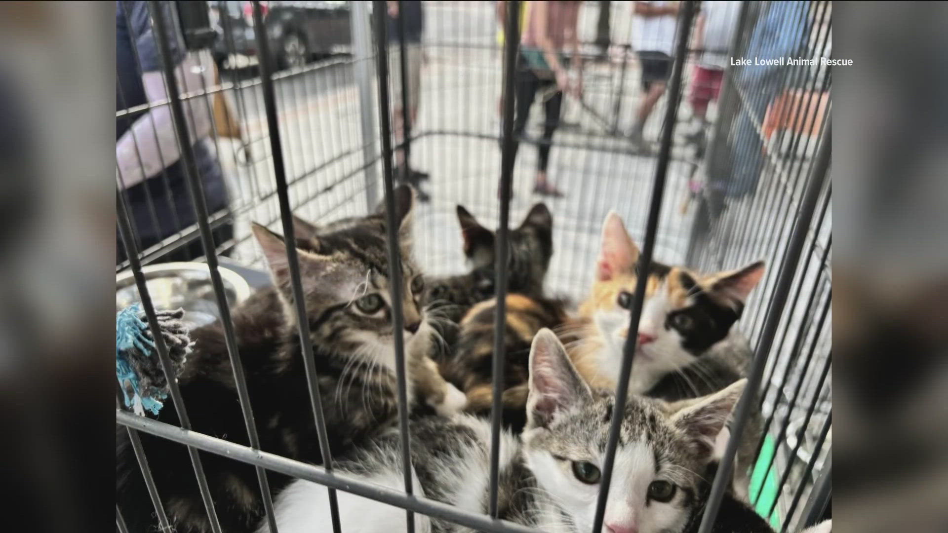 The Lake Lowell Animal Rescue and several volunteers saved more than 70 cats from a abandoned Nampa home.