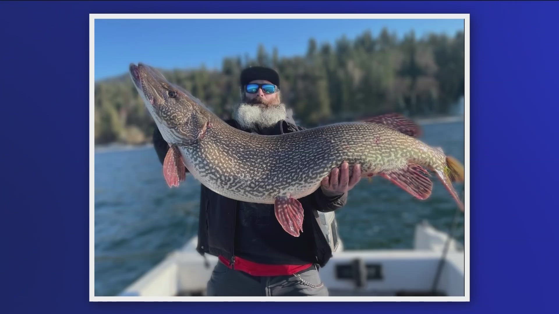 The fish Thomas Francis caught last week weighed nearly 41 pounds and was more than 4 feet long.