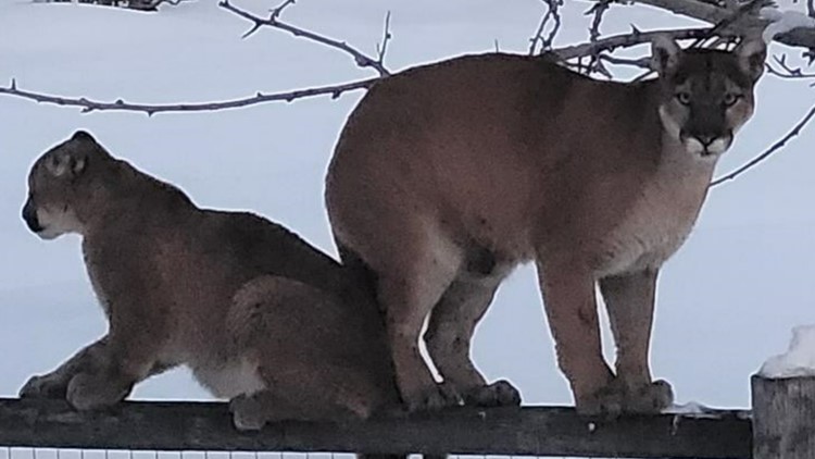 Idaho Fish & Game euthanize two mountain lions in Blaine County