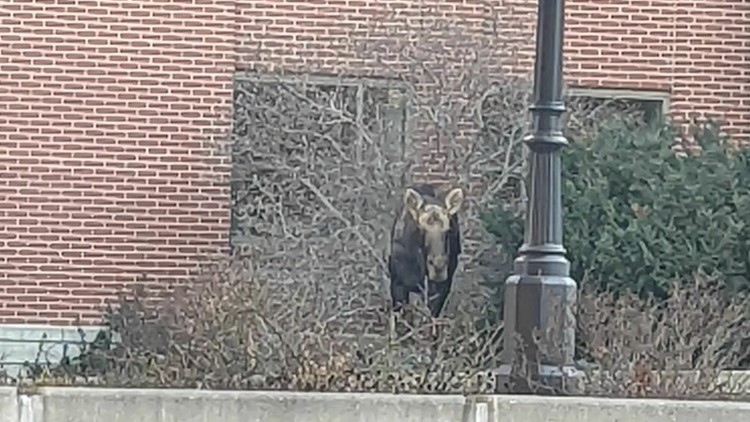 Moose explores University of Idaho campus Friday morning