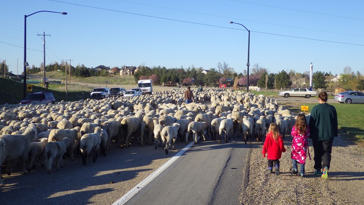 Baaaack and 'bea-ewe-tiful': Idaho's annual spring sheep crossing