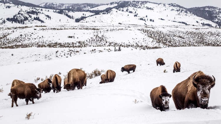US wildlife agency to consider protecting Yellowstone's bison