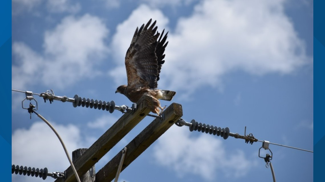 Study shows bald eagles, protected birds being shot on power lines is a