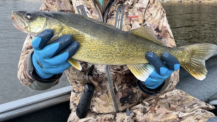 Second illegally-stocked walleye caught in Lake Cascade in past four years