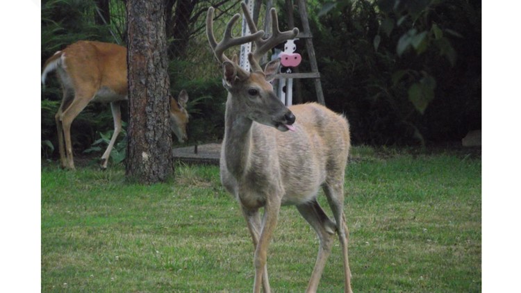 Don't feed wintering deer and elk, say Idaho Fish and Game