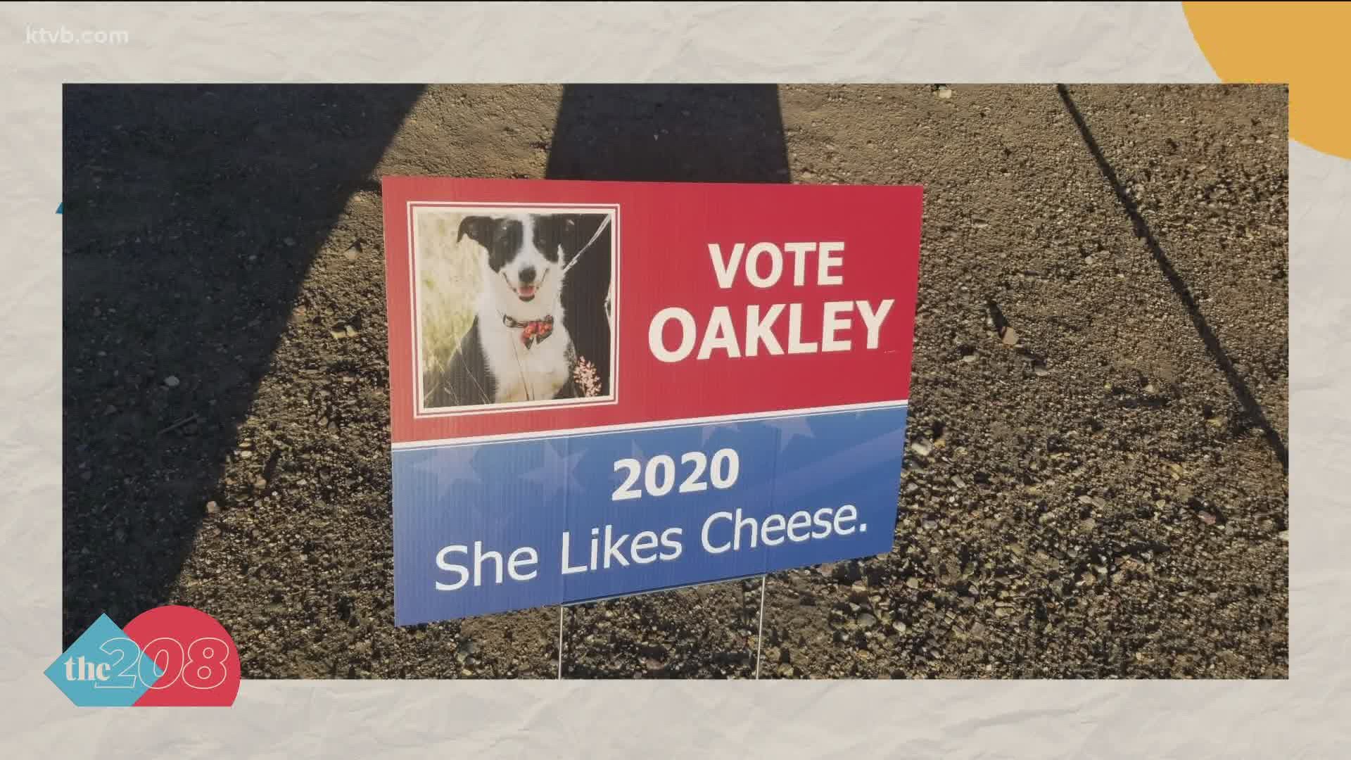 Oakley's platform consists of liking cheese, so against better judgement and the opinions of the cat lovers of the newsroom, The 208 is endorsing her for office.