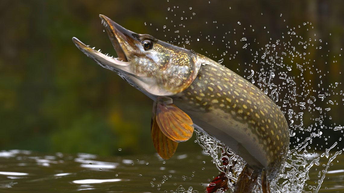 How To Catch Pike And Muskie On Topwater MeatEater Fishing