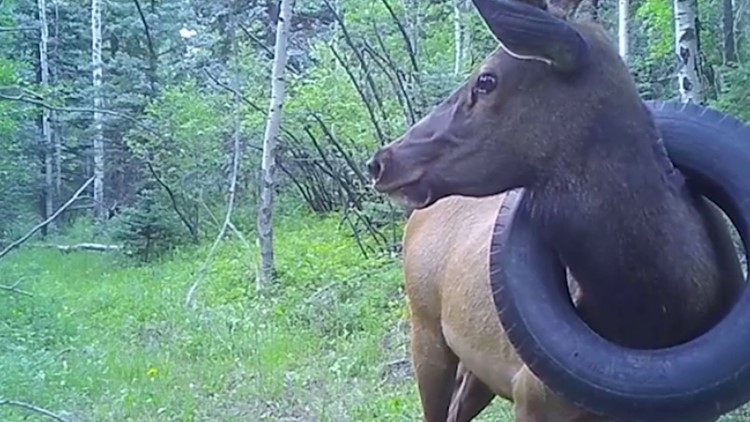 Tire removed from elk's neck after more than 2 years